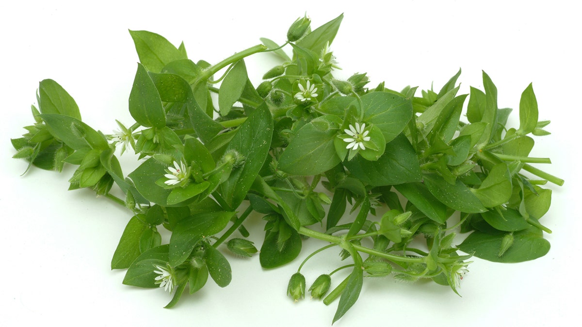 Chickweed