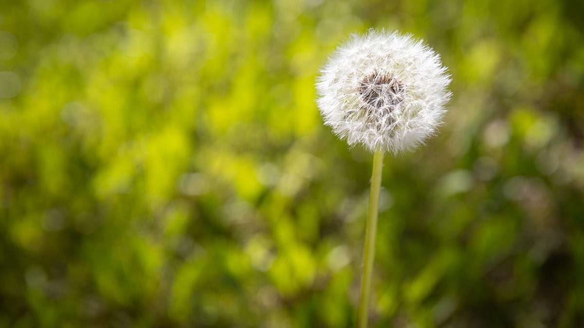 A single dandelion