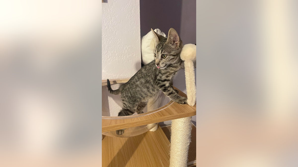 tiny tabby kitten sticking his tongue out