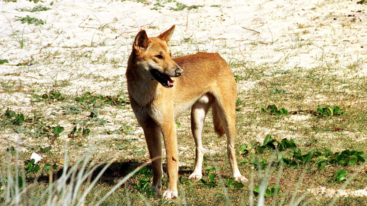 Dingo