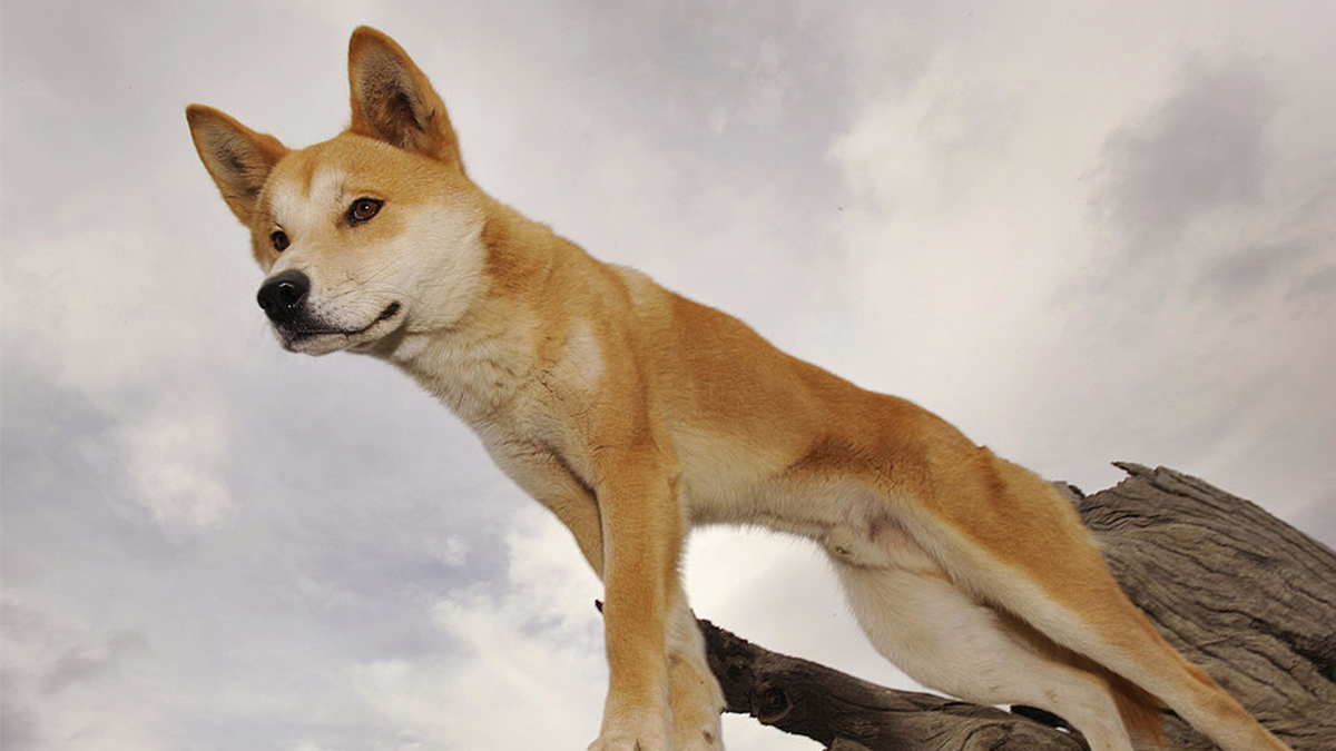 Dingo in Australia
