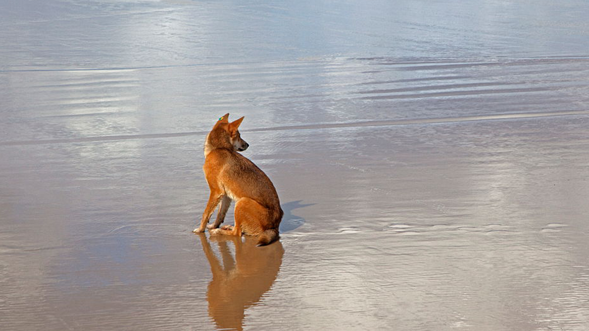 Dingo on island of K’gari in Queensland, Australia