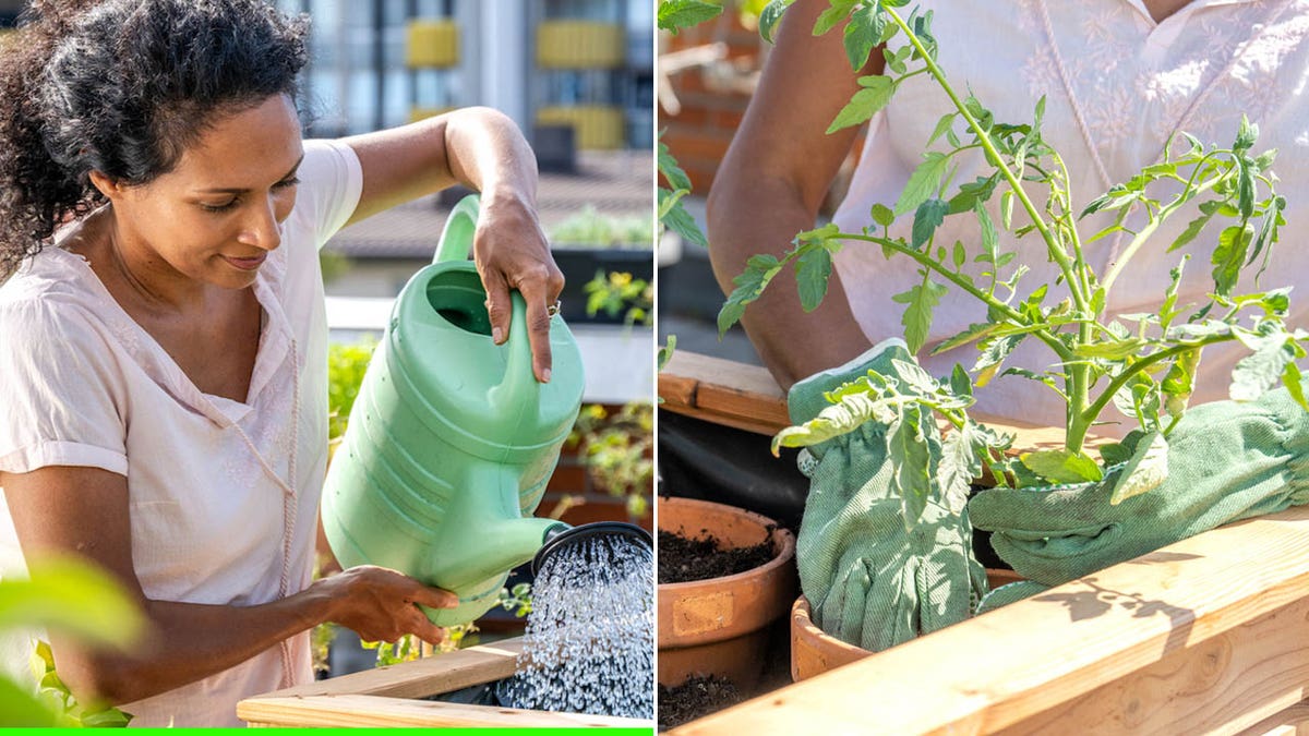 Woman gardening split