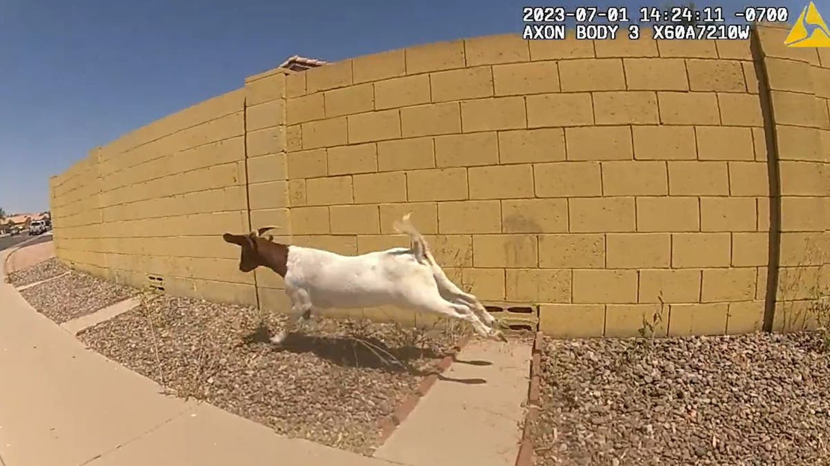 Goat running on bodycam