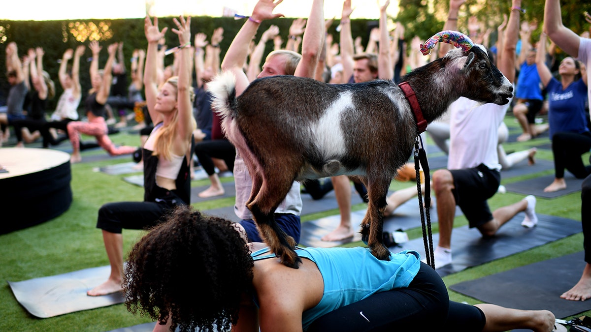 A goat climbing on top of participate of yoga class