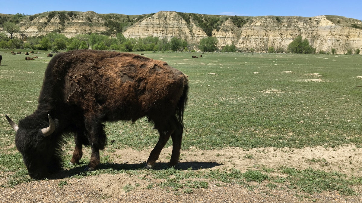 Grazing bison