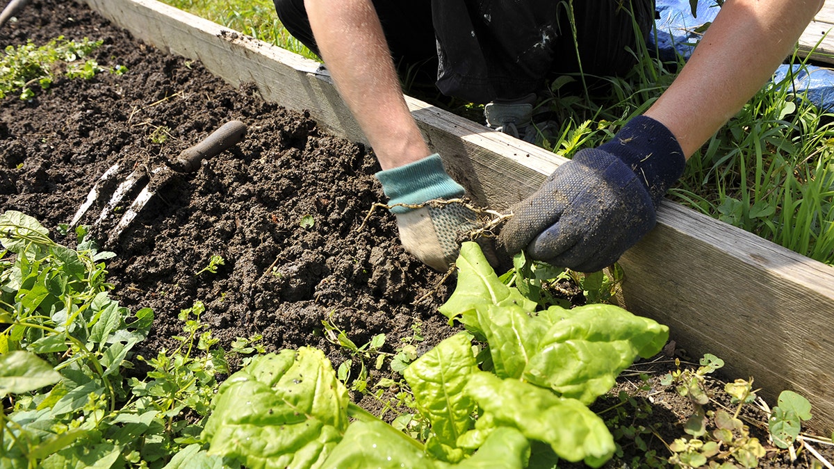 Hands weeding a garden