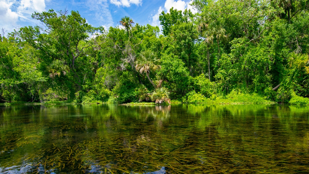 Alexander Springs in Ocala National Forest.