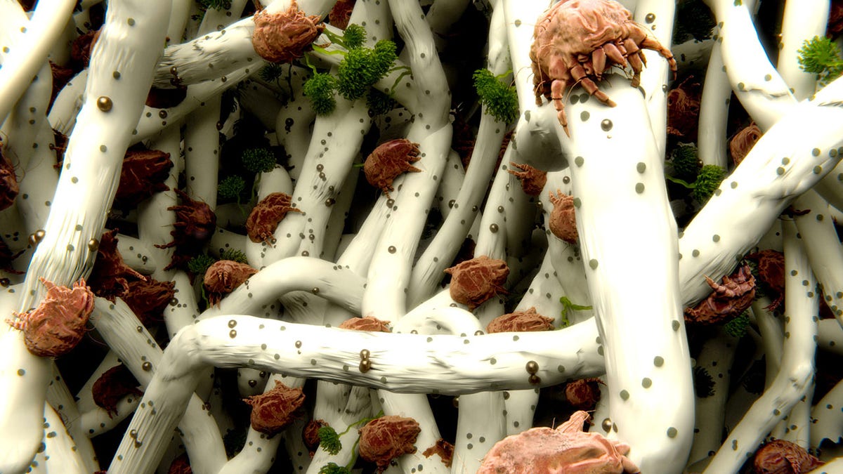 dust mites on a pillow