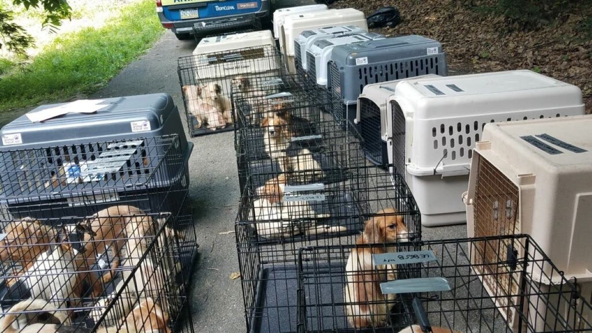 Crates of rescued dogs