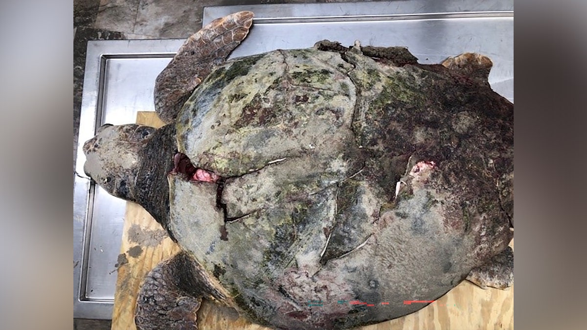 injured loggerhead turtle