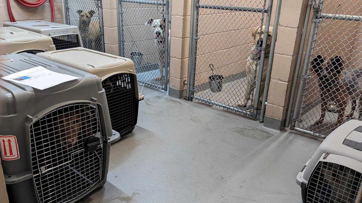 The Humane Society for Tacoma & Pierce County pet kennels