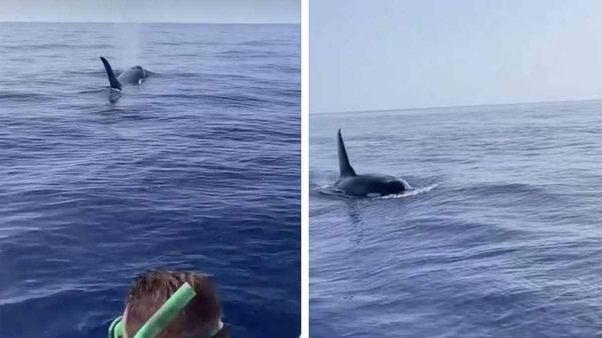Stills of killer whales captured on video