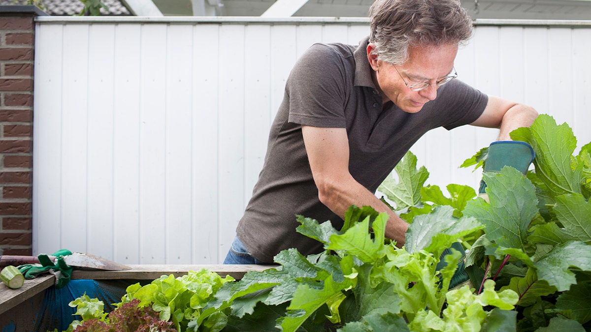 A man weeding his garden