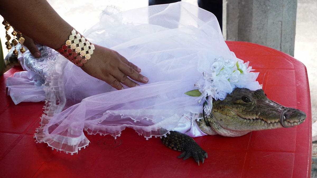 Crocodile in wedding dress