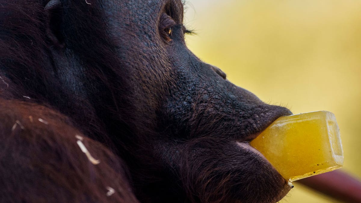 orangutan eats cold treat