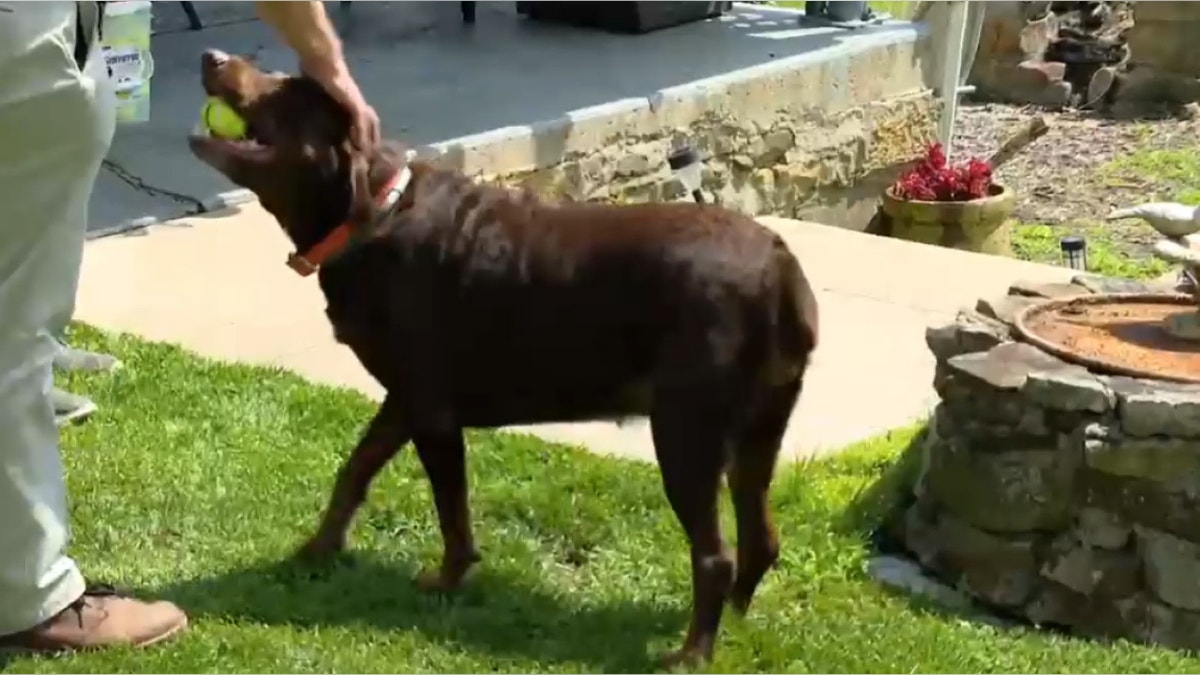 Tucker the lab with tennis ball