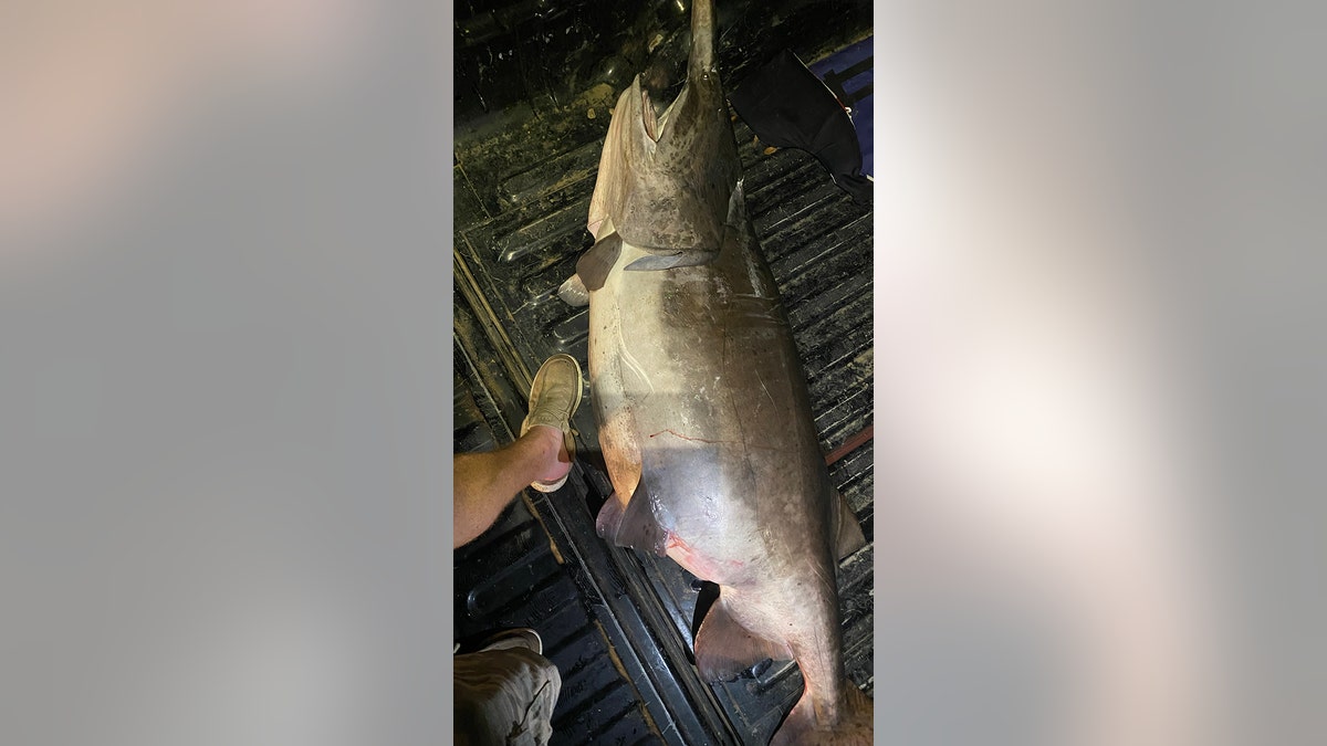 Remarkable catch': 102-pound fish caught in Arkansas