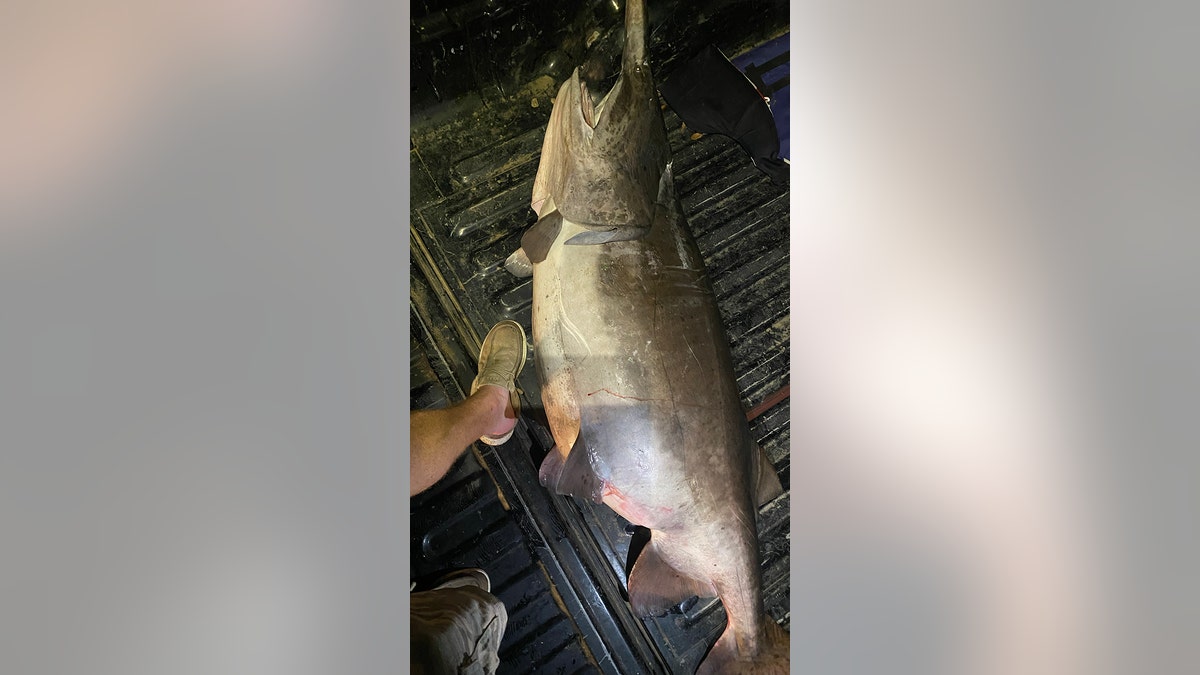 paddlefish length