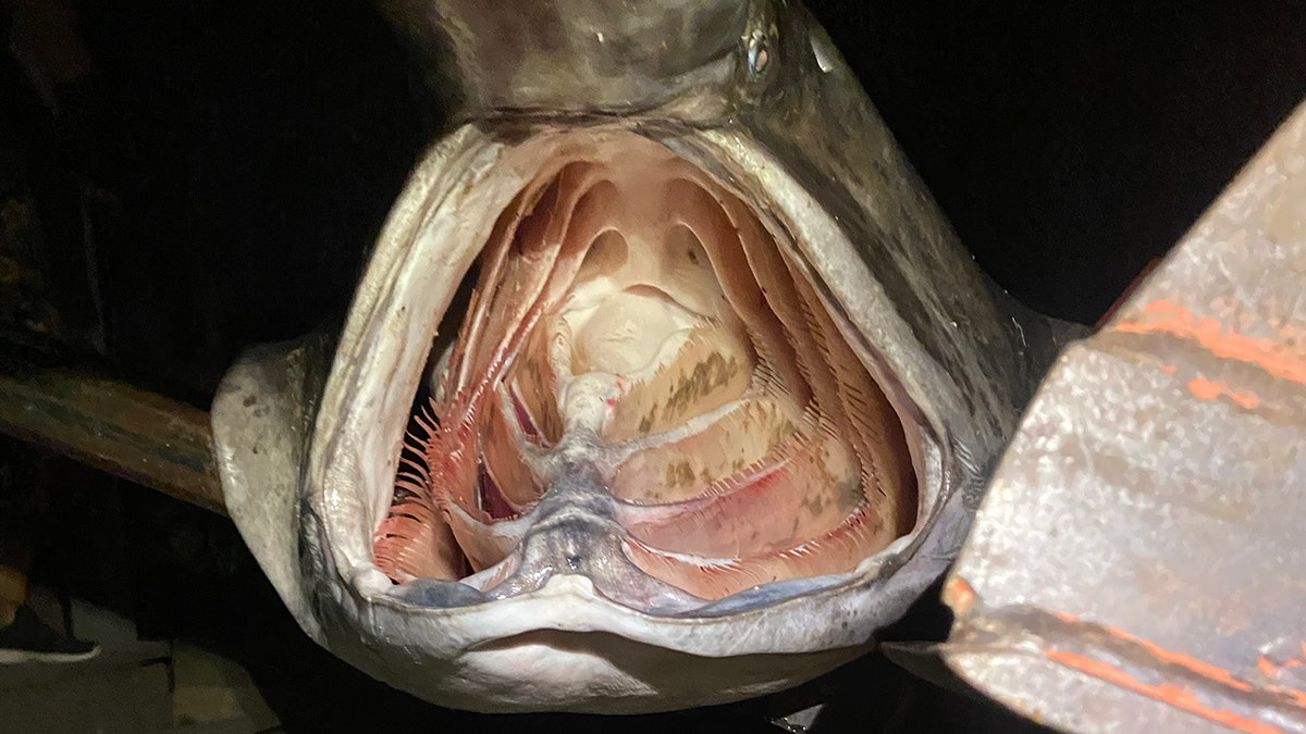 paddlefish mouth