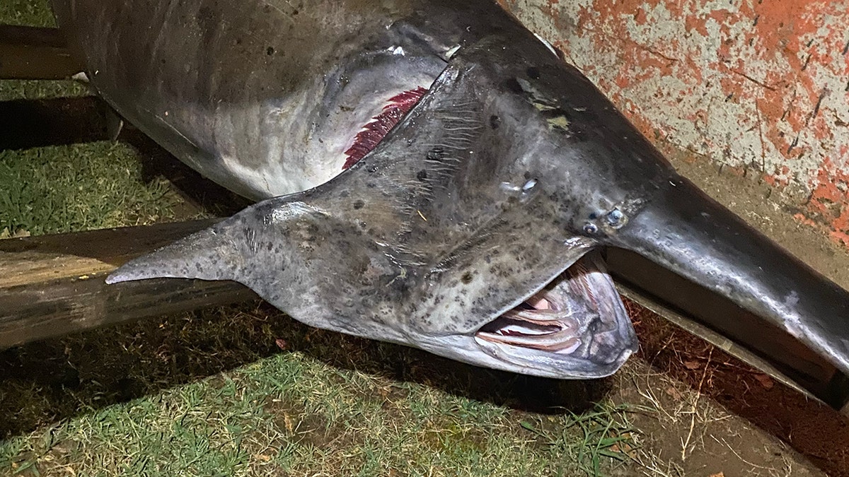 paddlefish opening mouth