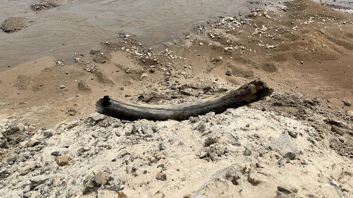 Mammoth tusk find