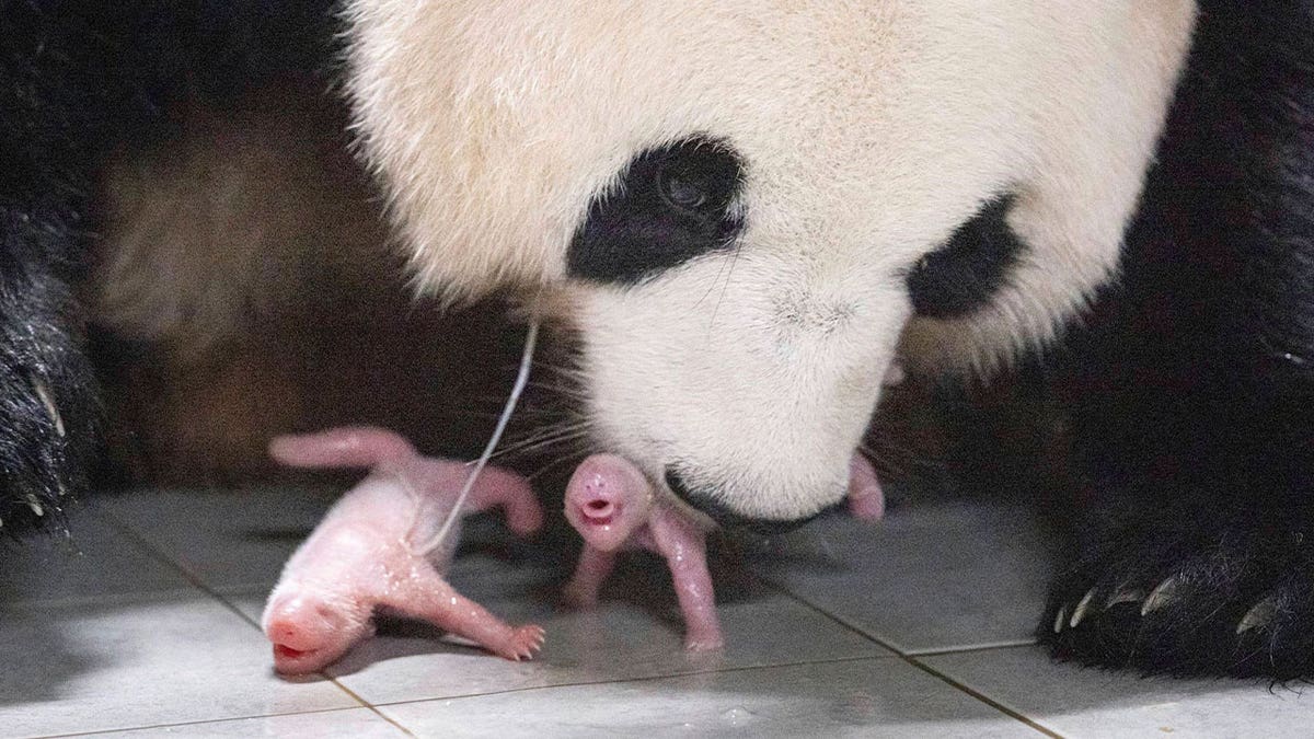 Giant panda Ai Bao and her twin cubs are seen at an amusement park in Yongin, South Korea, on July 7, 2023.