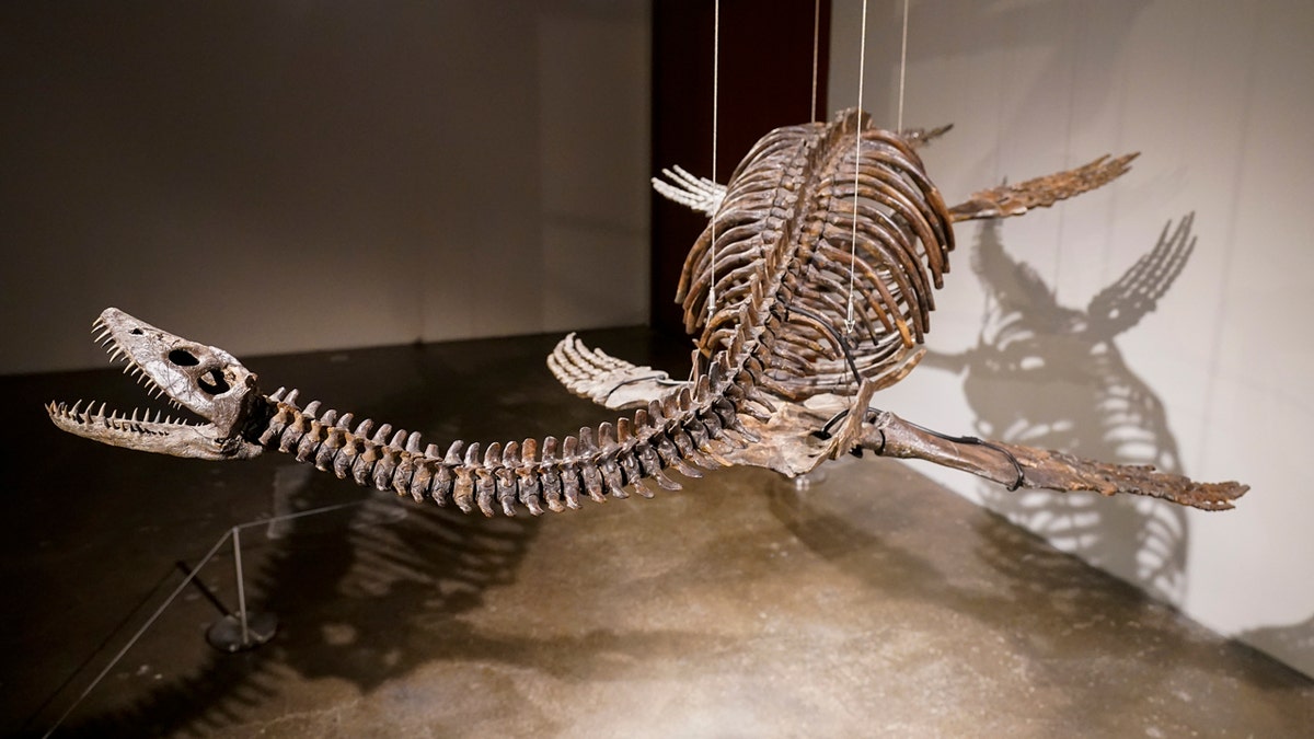 Plesiosaur skeleton