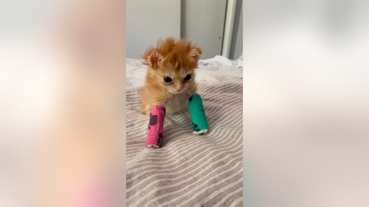 Tiny orange kitten with splints on his front legs