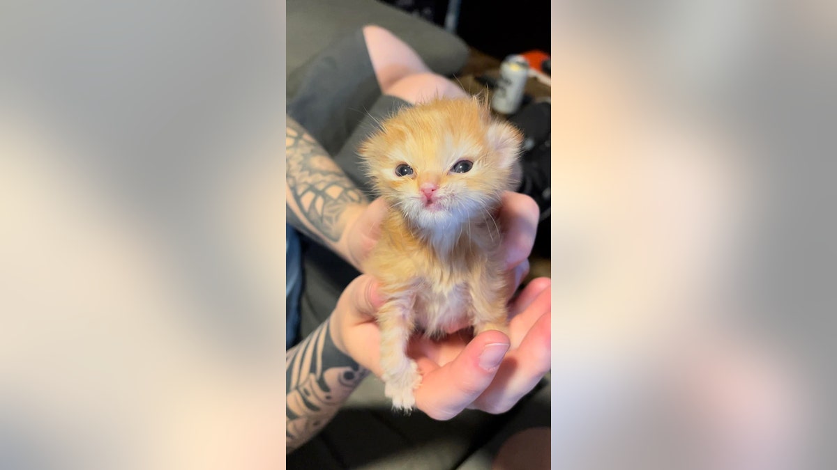 A tiny kitten being held. His paws point inwards.