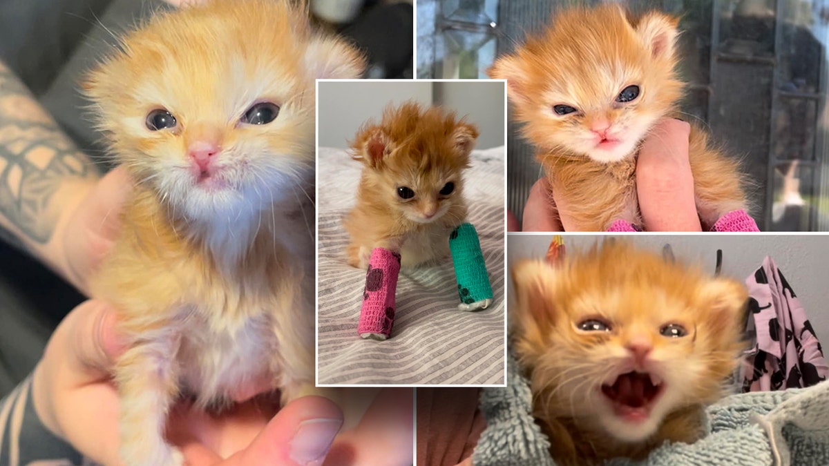 A collection of pictures of Tater Tot, a tiny orange kitten