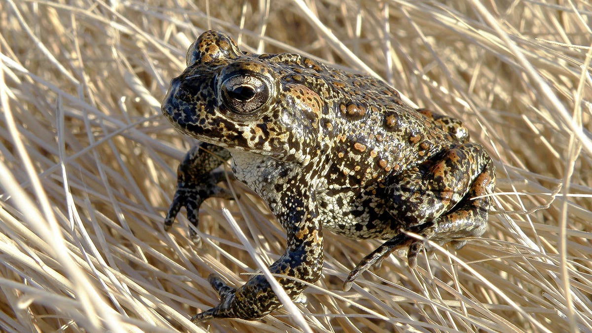Dixie Valley toad