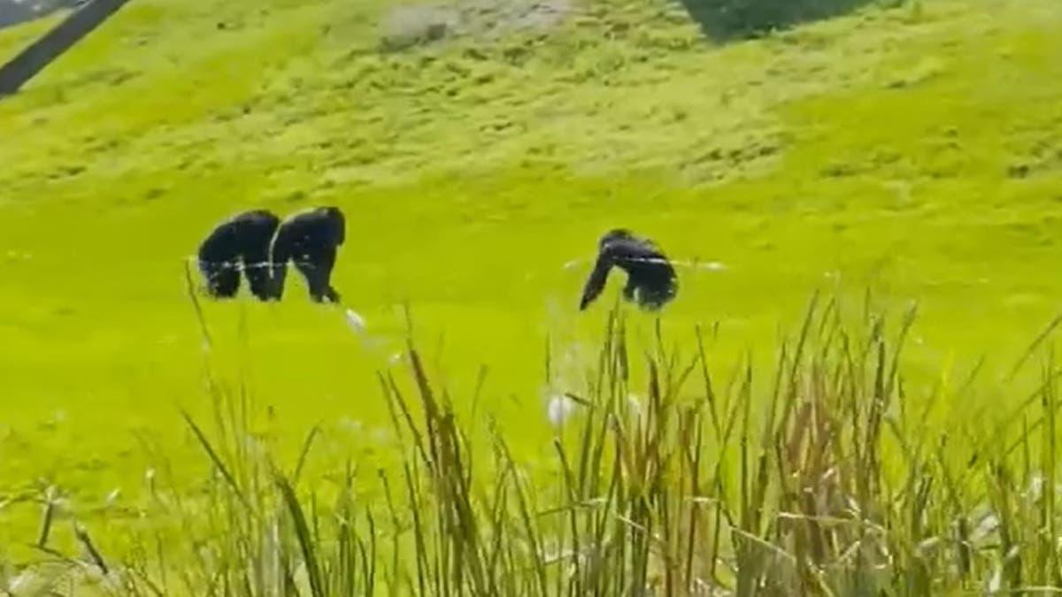 Chimps grazing in field