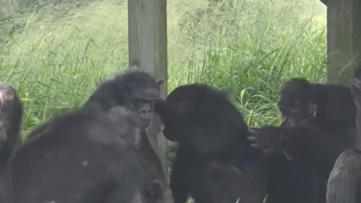 Chimps sitting together outside