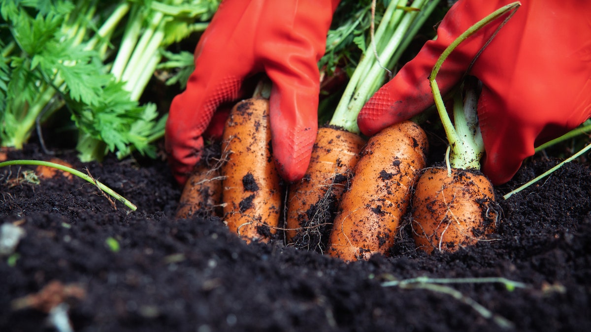 Vegetable garden