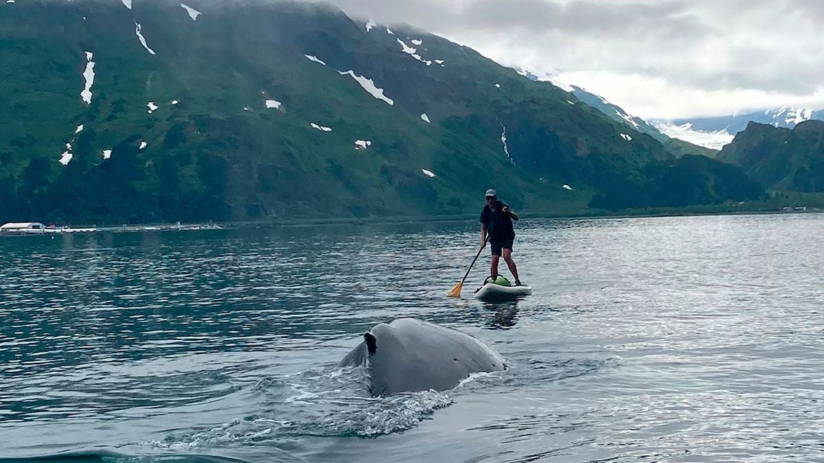 man encounters whale 