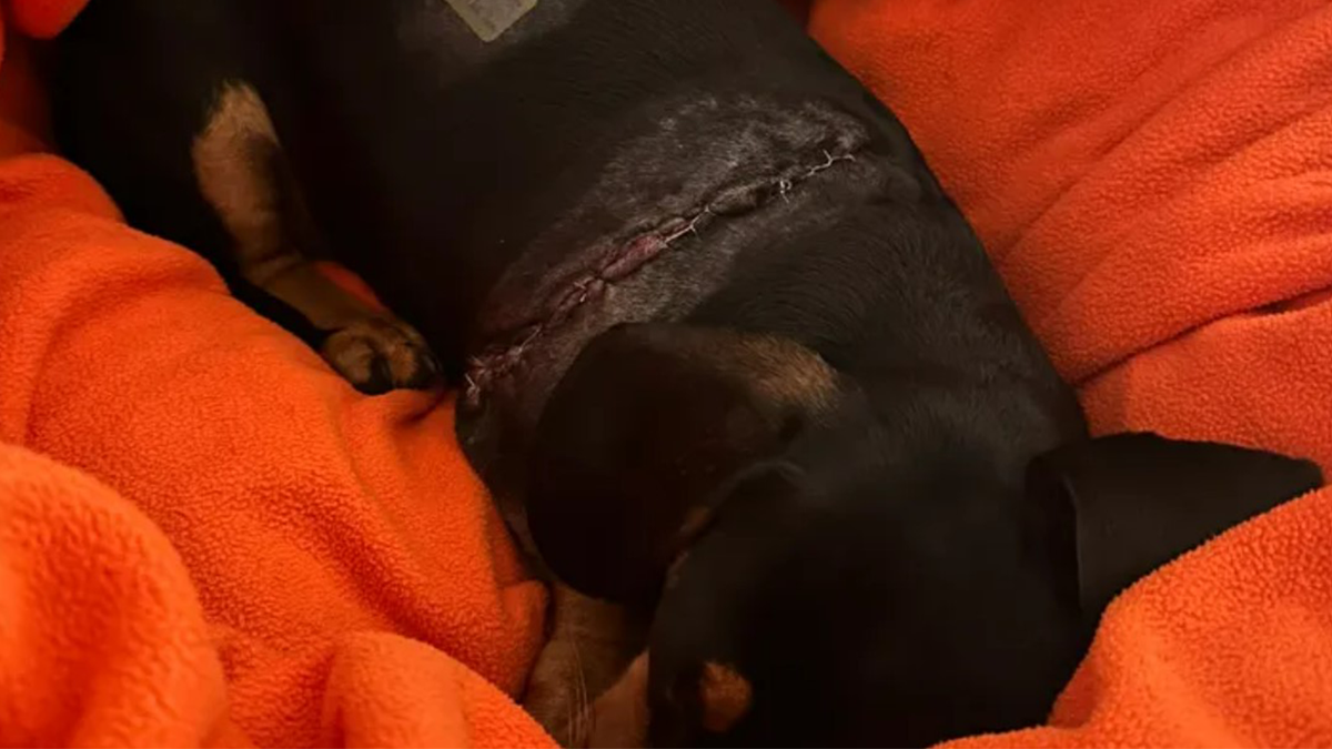 Lola, a miniature dachshund, healing from an attack