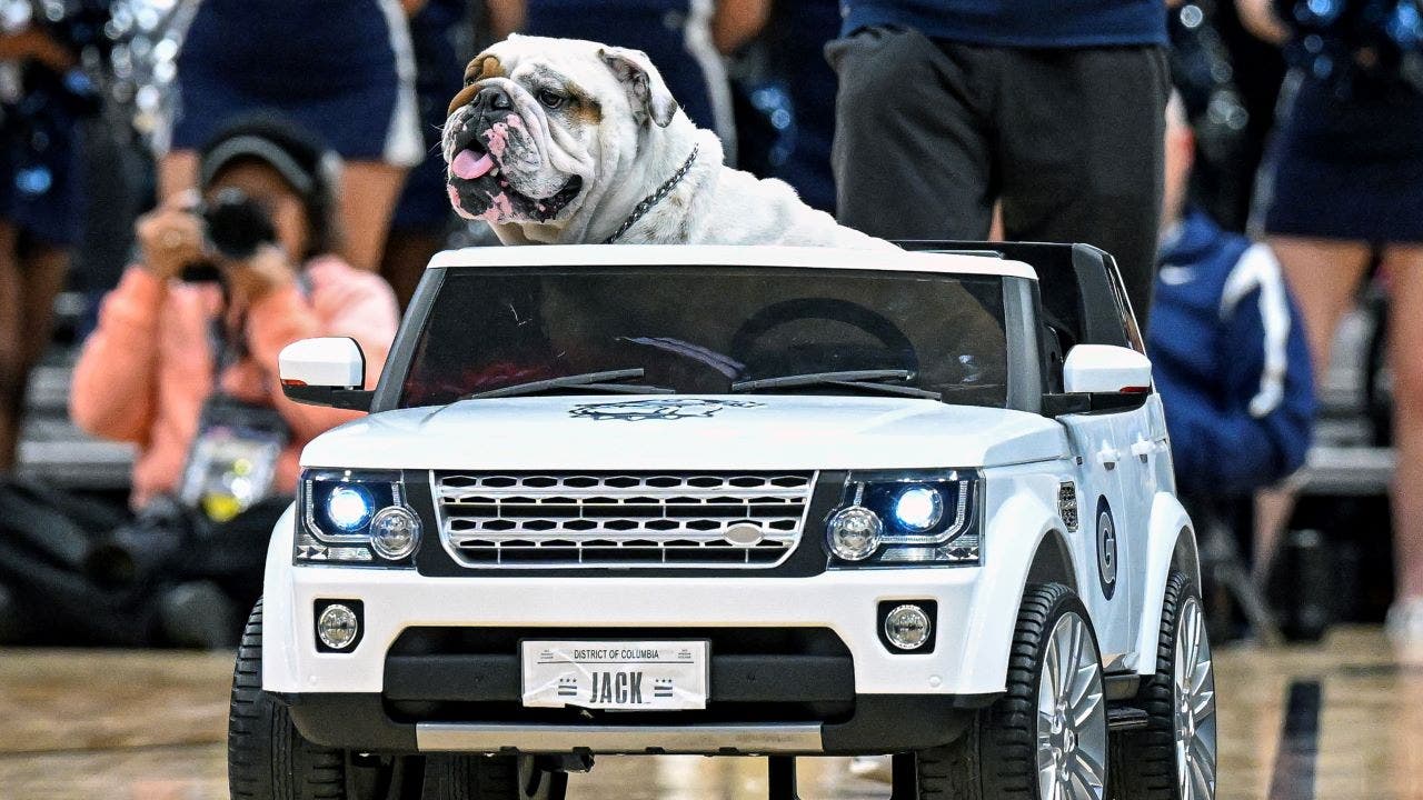 Georgetown University mascot Jack the Bulldog dies at age 4