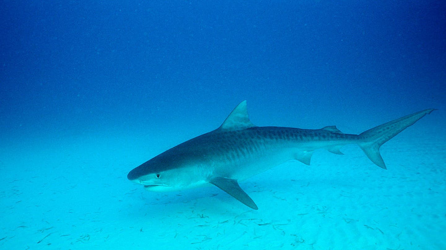 Multiple Shark Bites Injure Four at Texas Beach on Fourth of July