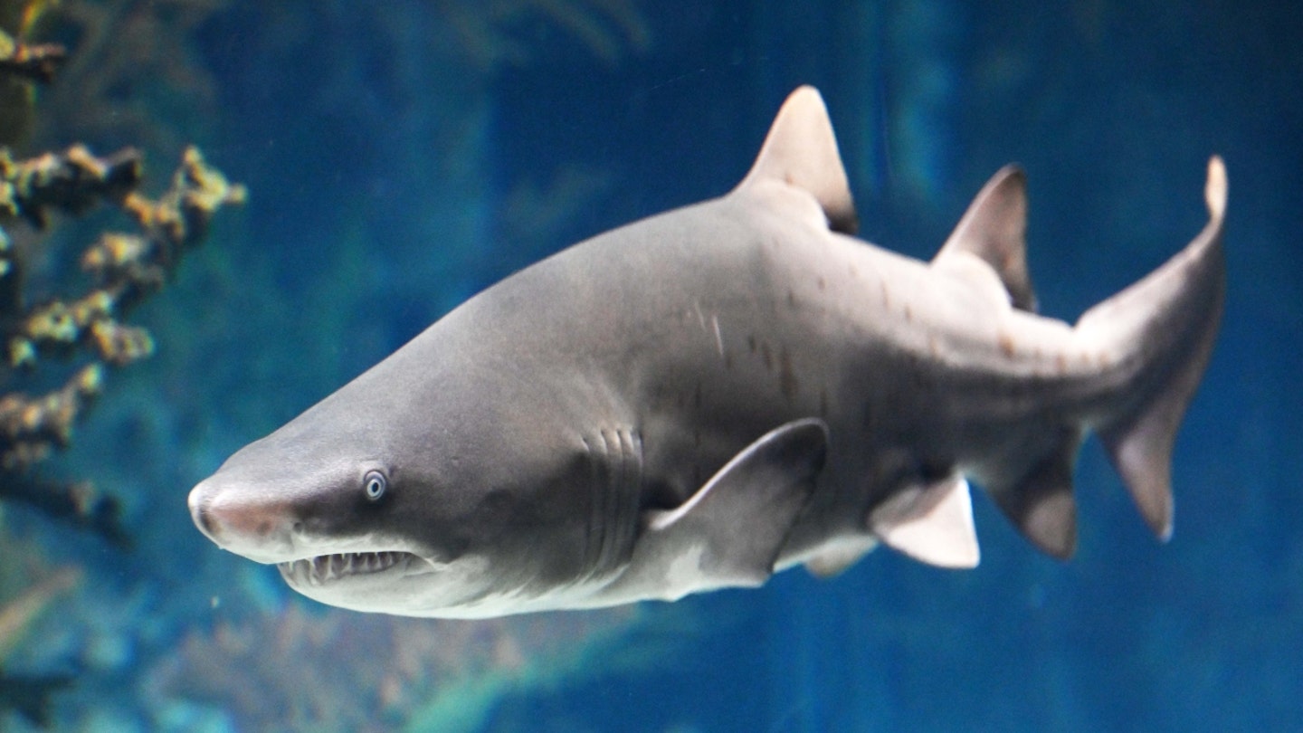 Sand tiger shark