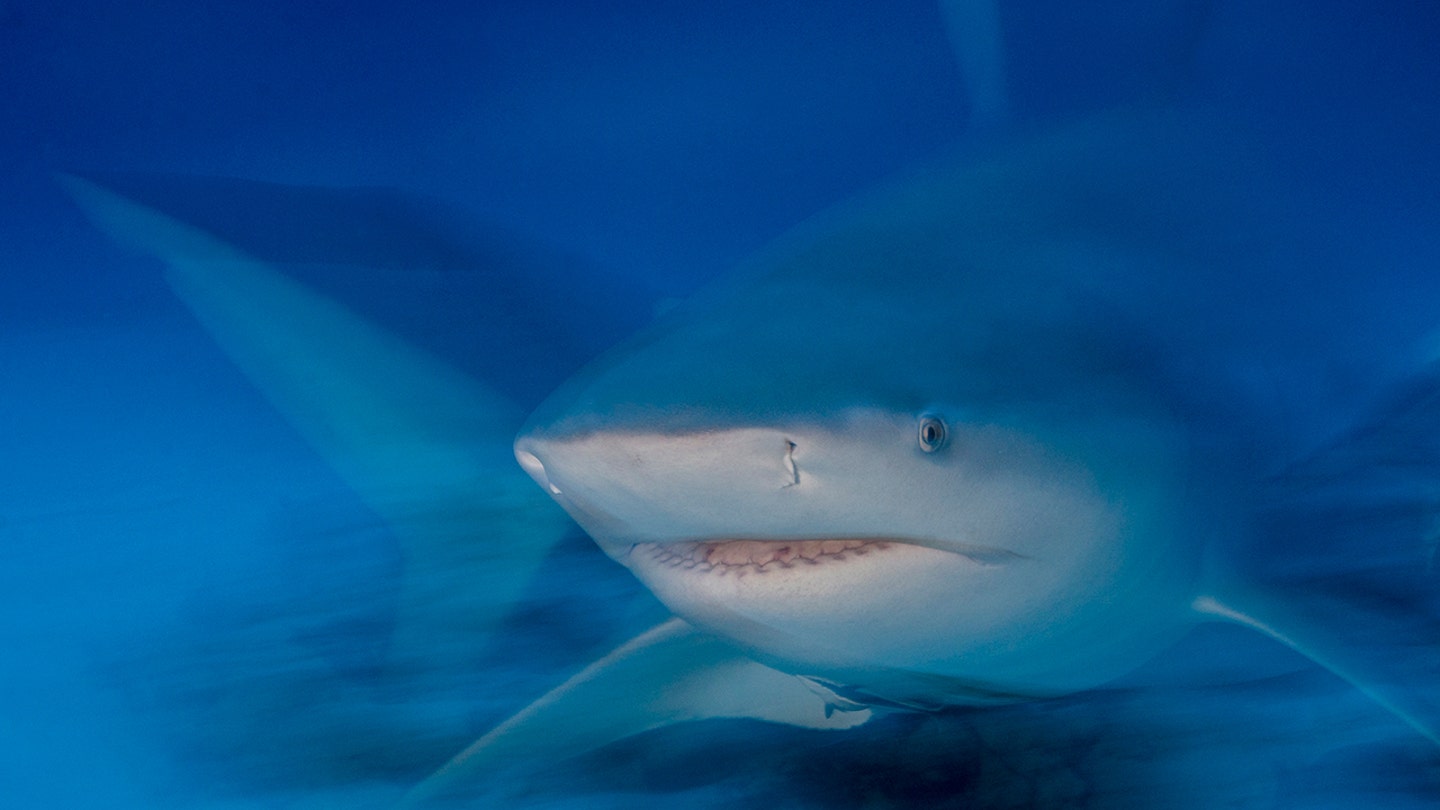 A Glimpse into the Life of a Great White Shark