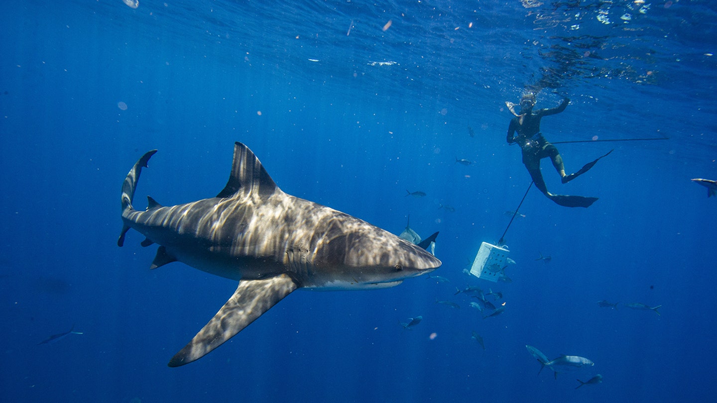 California Scientists Dive into the Unknown: Tagging Great White Sharks in the Pacific Ocean