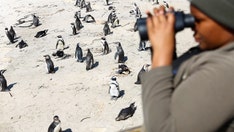 Global rise in bird flu outbreaks raises concern over virus' ability to adapt