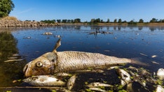 Germany accuses Poland of continuing to dump pollutants after killing thousands of fish last summer