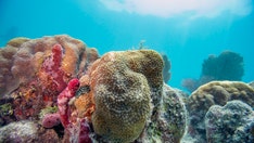 Florida water topped 100-degrees twice this week, may have set world record: 'This is a hot tub'