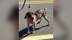 Atlanta police K-9 Ben missing after running from handler's home