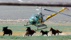 Tragic toll rises: Nearly a dozen wild horses perish in controversial Nevada mustang roundup