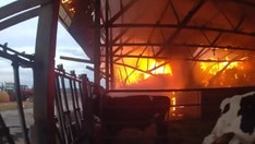 Bodycam captures Wisconsin police officer rescuing cows from barn fire