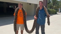 Florida conservatory documents longest Burmese python captured — 19 feet