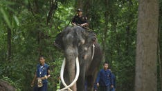 Ailing Thai elephant returns home from Sri Lanka after years of possible neglect, abuse